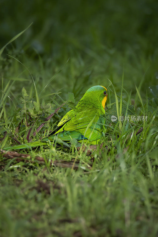 雄性超级鹦鹉(Polytelis swainsonii)